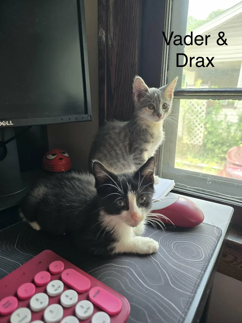 Quill and Drax thumbnail 3