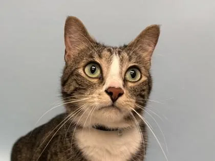 An adult small-sized male Domestic Short Hair cat named Ramsey for adoption in Woodbury, MN