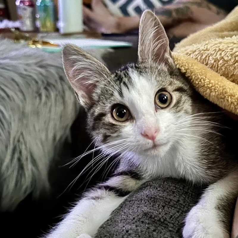 A young medium-sized male Domestic Short Hair cat named Coriander for adoption in Chaska, MN