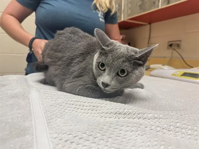 A young medium-sized female Domestic Short Hair cat named Mercedez for adoption in Colorado Springs, CO