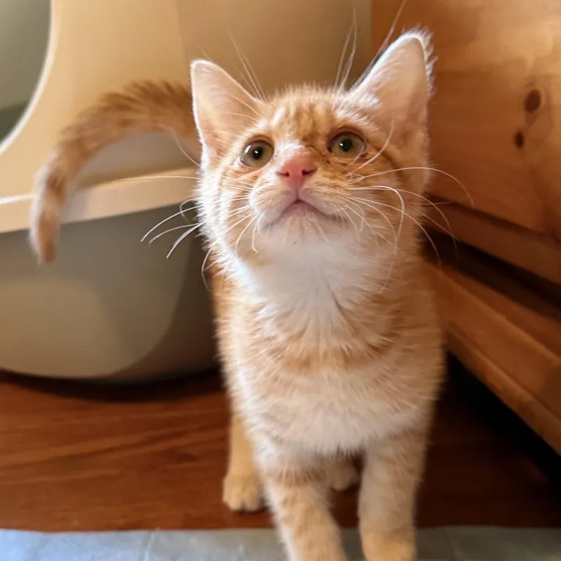 A baby small-sized male Orange / Red Domestic Short Hair cat named Cheddar for adoption in Frederick, MD