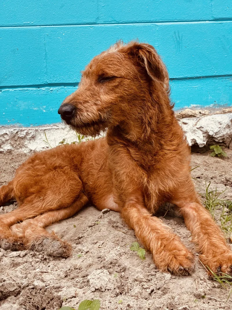An adult medium-sized male Red / Chestnut / Orange Terrier dog named Rooster for adoption in New Port Richey, FL