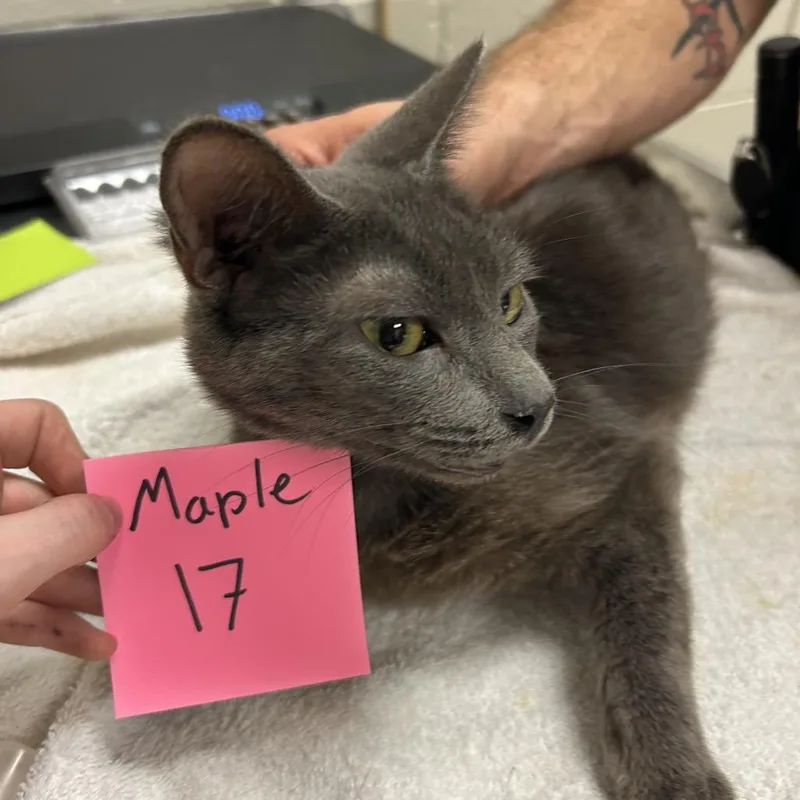 A young medium-sized female Gray / Blue / Silver Domestic Short Hair cat named Manitoba for adoption in Bristol, IN