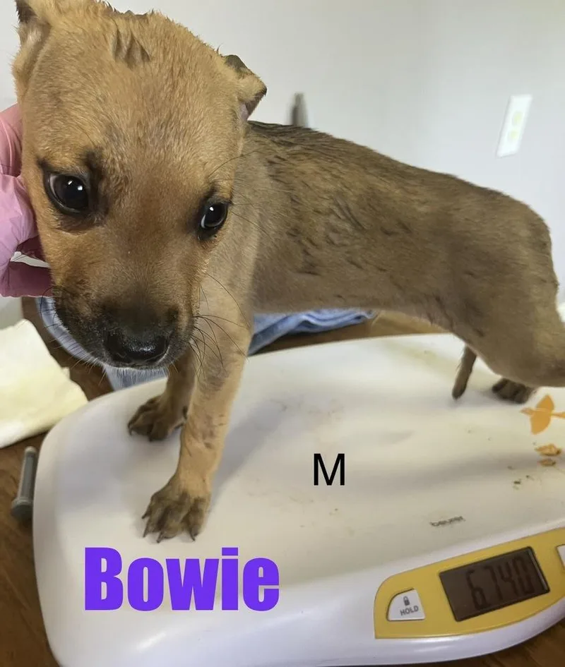 A baby medium-sized male Pit Bull Terrier dog named Bowie for adoption in Irwin, PA