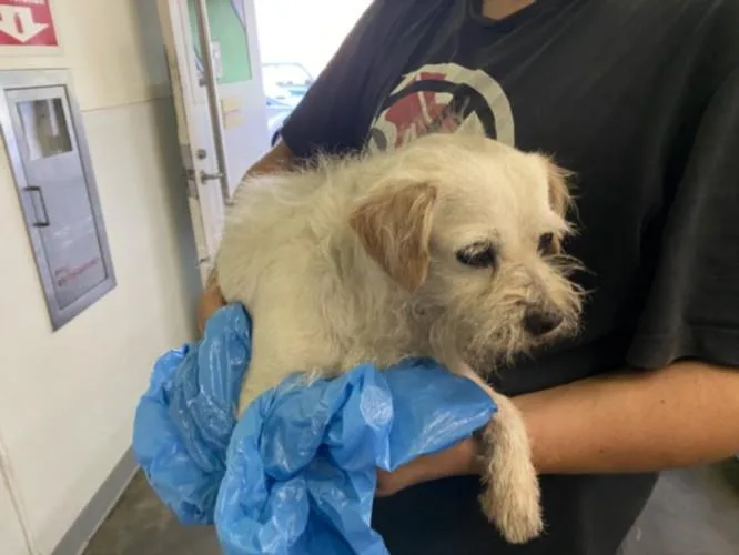 An adult small-sized male Terrier dog named Papa'S for adoption in Los Angeles, CA
