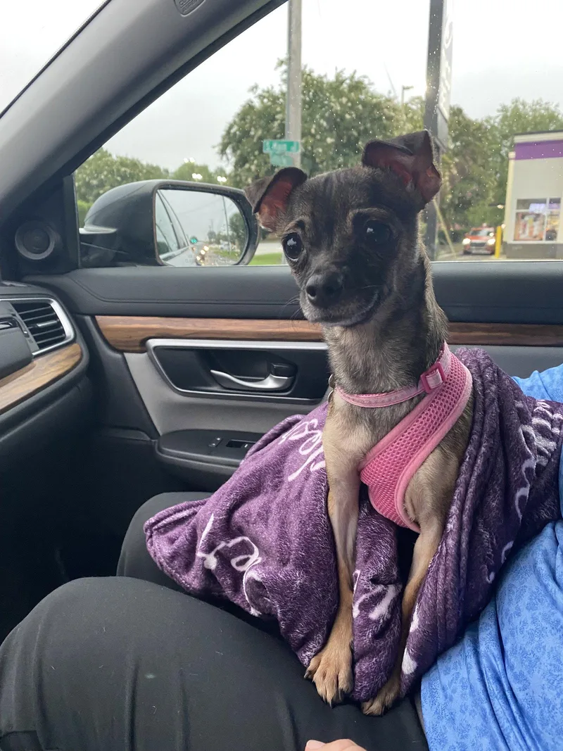 A young small-sized female Chihuahua dog named Cici for adoption in Holly Springs, NC
