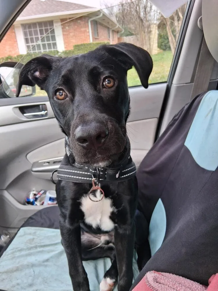 Sebastian Chevy Swieneicki