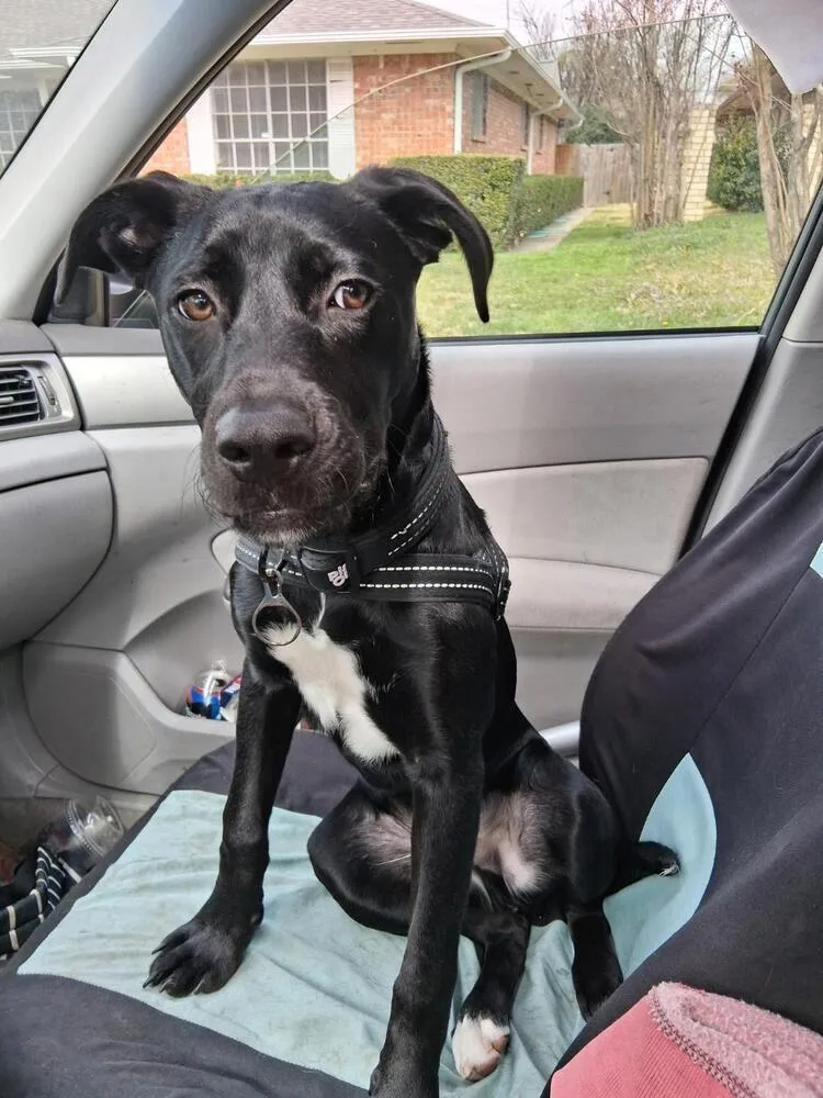 Sebastian Chevy Swieneicki thumbnail 3