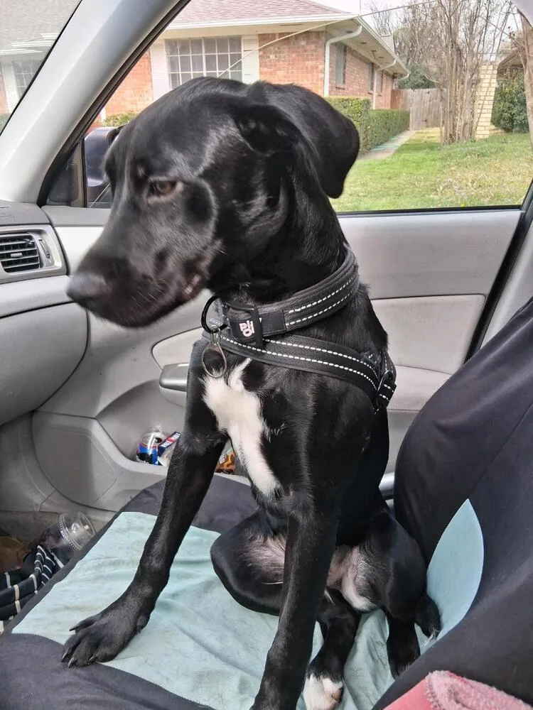 Sebastian Chevy Swieneicki thumbnail 4