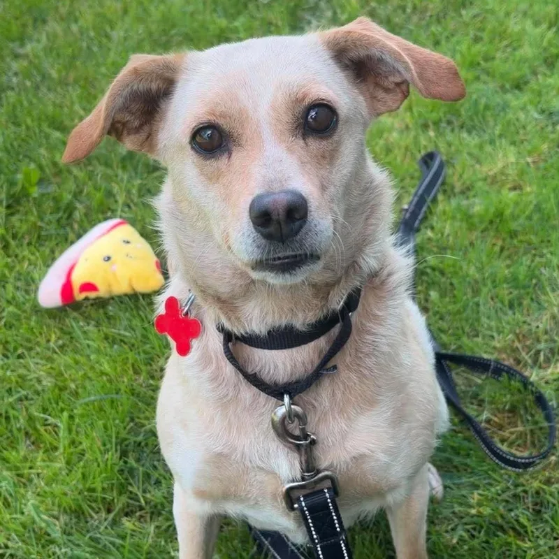 An adult small-sized female Terrier dog named Daisy for adoption in Valparaiso, IN