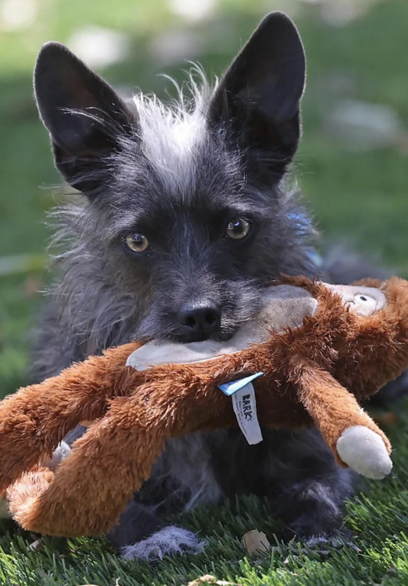 Lulu