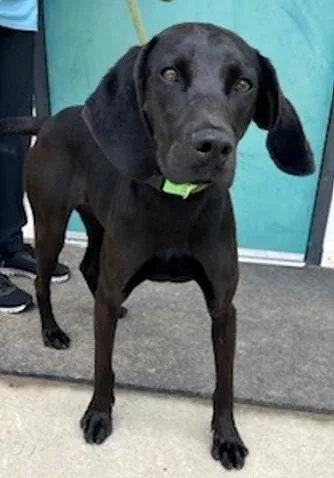 An adult medium-sized female Mixed Breed dog named Joanna for adoption in Madison, NJ