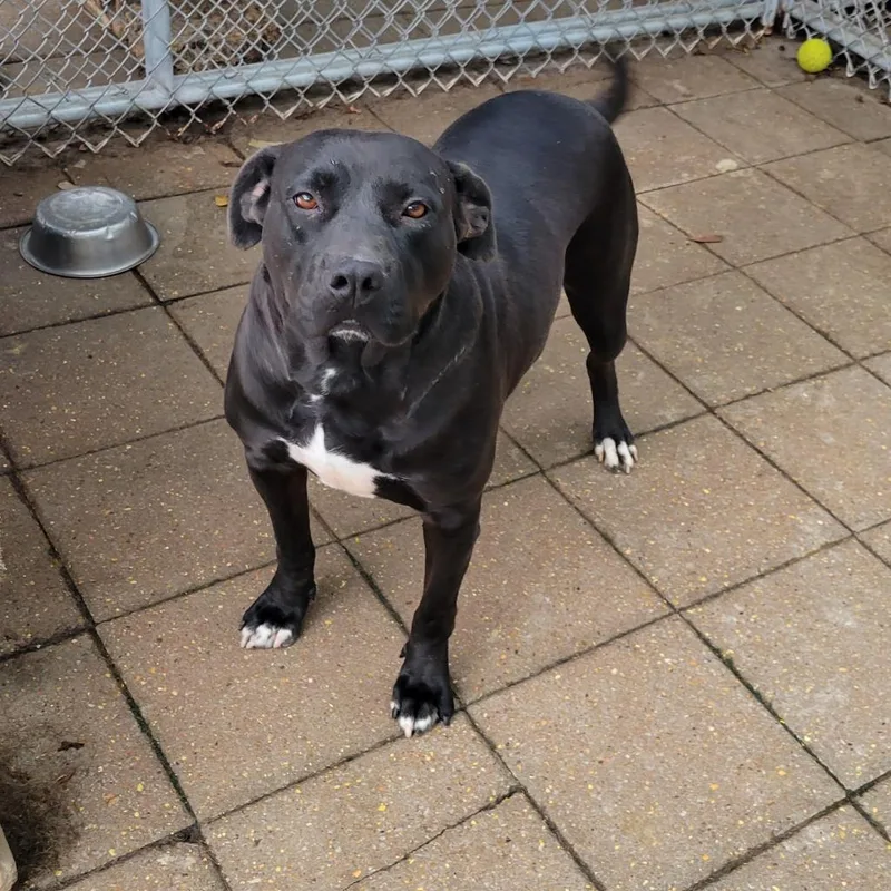An adult medium-sized female Black Mixed Breed dog named Holly for adoption in Boaz, AL