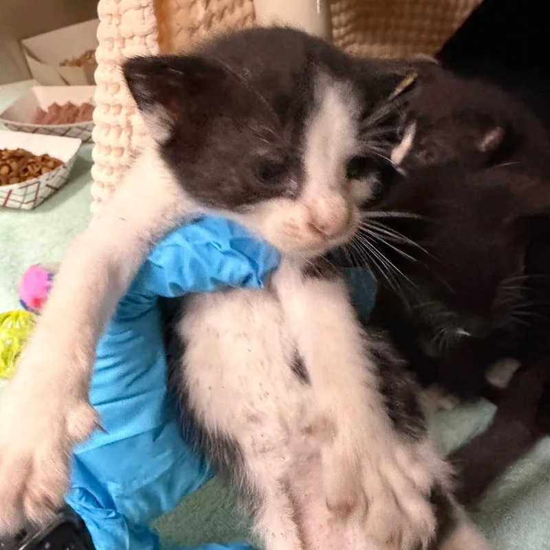 A baby small-sized male Black Domestic Short Hair cat named "Bub" for adoption in Perkiomenville, PA