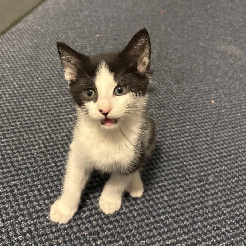 "Bub" thumbnail 2