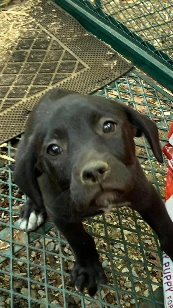 A baby large-sized female Mixed Breed dog named Lamb for adoption in Fond Du Lac, WI