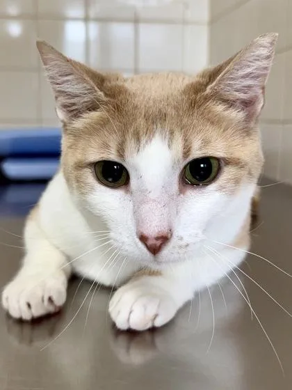 An adult medium-sized female Domestic Short Hair cat named Step Stool for adoption in San Antonio, TX