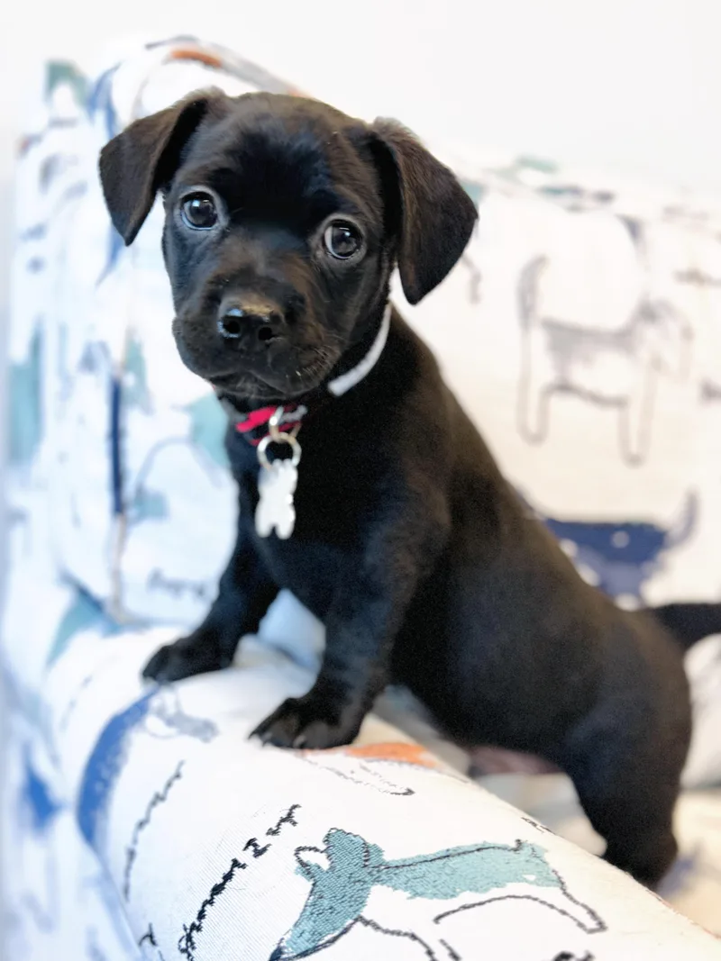 A baby medium-sized male Beagle dog named Kyros for adoption in Palatine, IL