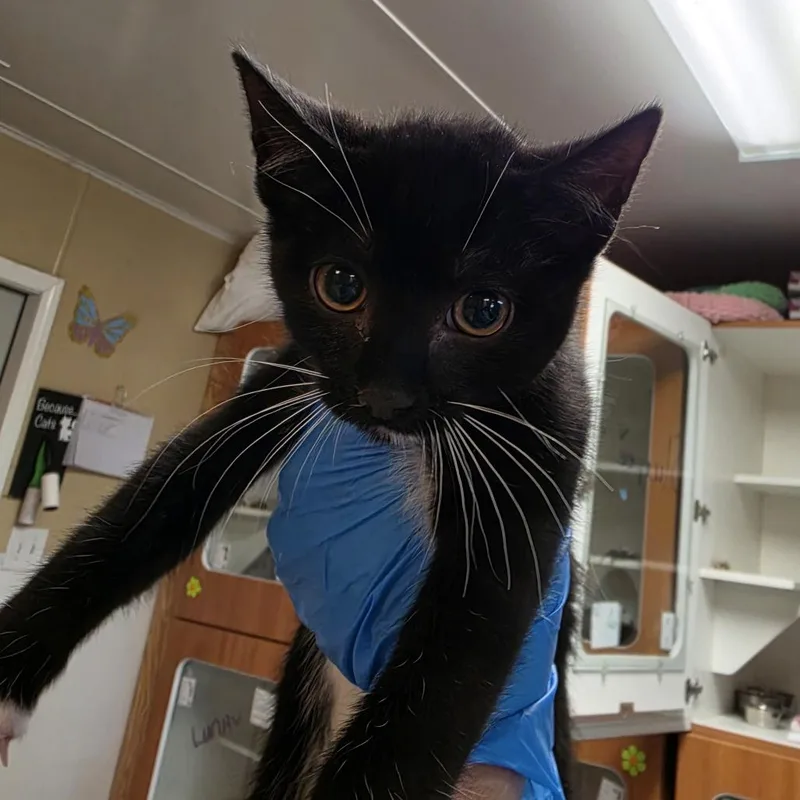 A baby small-sized male Black Domestic Short Hair cat named Seven for adoption in Troy, IL