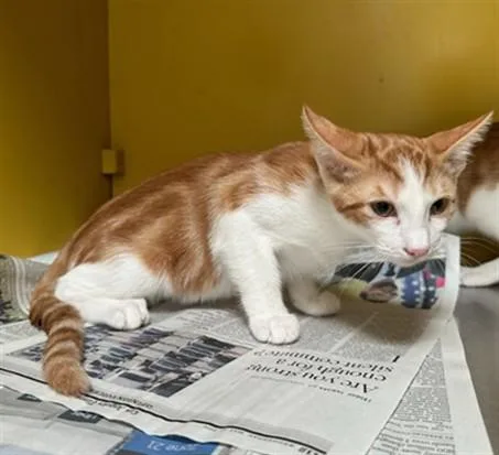 A baby large-sized male Domestic Short Hair cat named Norris for adoption in Los Angeles, CA
