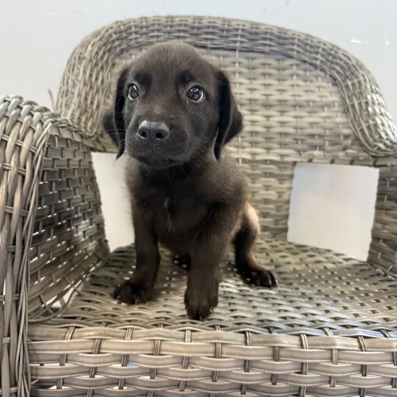 A baby medium-sized male Black Mixed Breed dog named Mike for adoption in Ponca City, OK