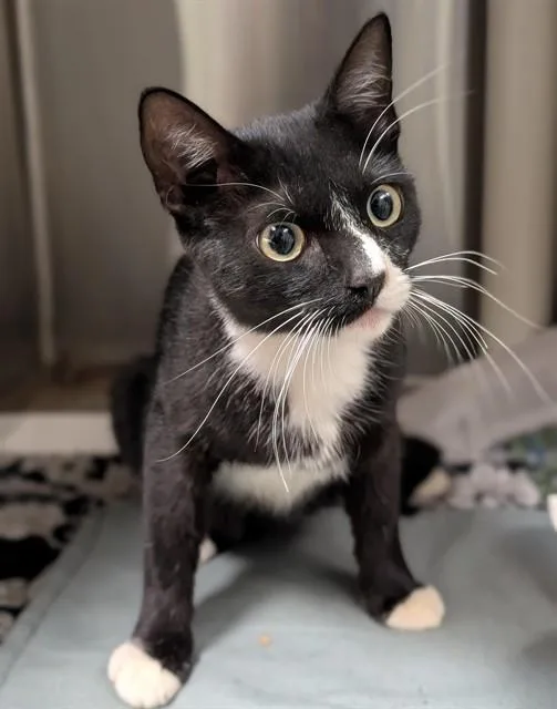 A young medium-sized female Tuxedo cat named Diamond A for adoption in Plano, TX
