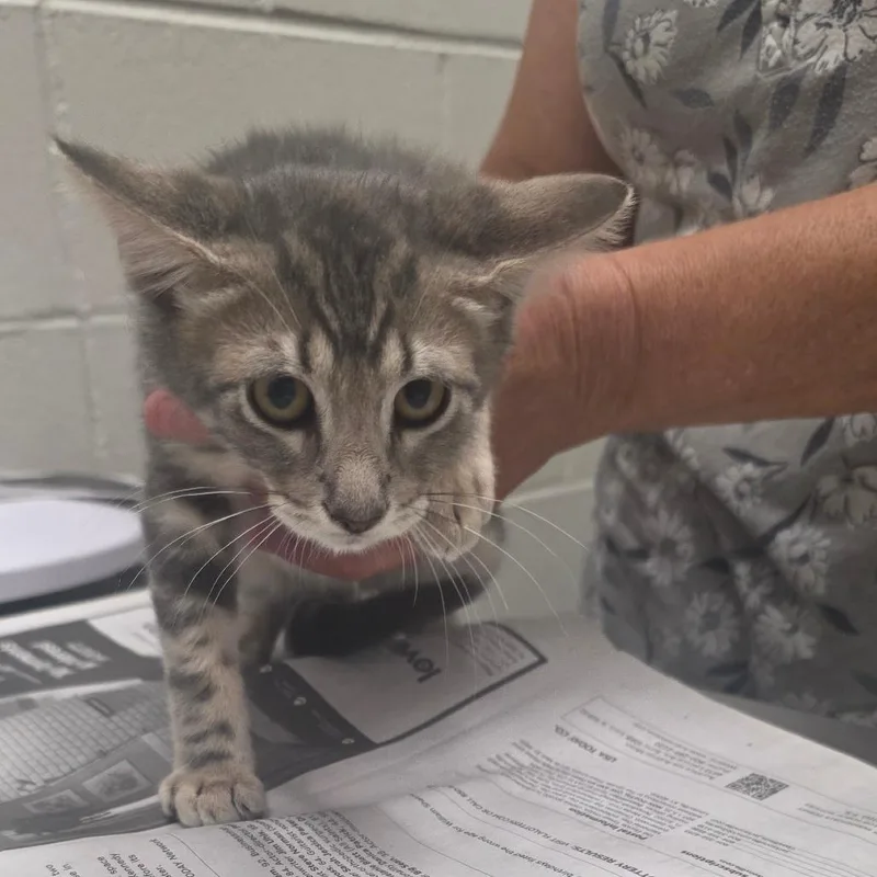 A baby small-sized male Gray / Blue / Silver Domestic Short Hair cat named Drake for adoption in Jacksonville, FL