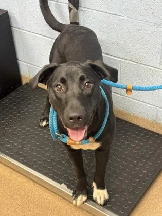 A young large-sized male Mixed Breed dog named Taco Mac for adoption in Chamblee, GA