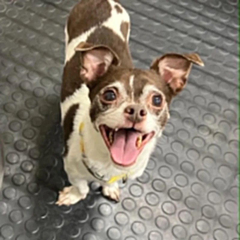 Harley Bonded to Jack thumbnail 4