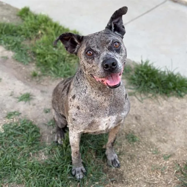 An adult medium-sized male Pit Bull Terrier dog named Patch for adoption in Modesto, CA