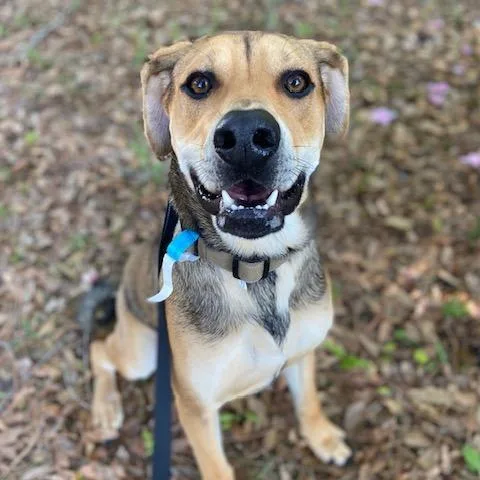 Theodore thumbnail 4