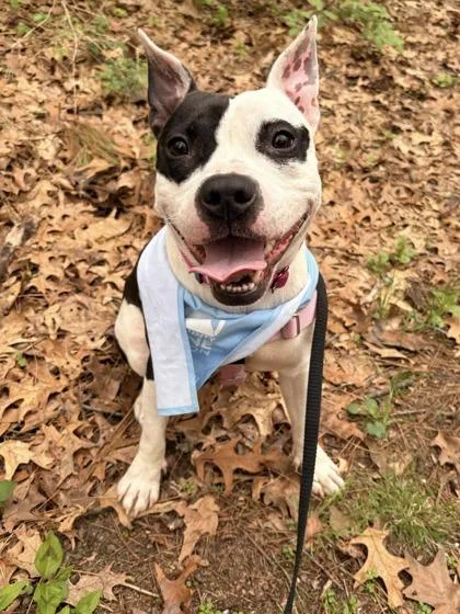 Hickory