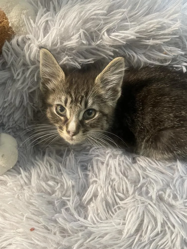 A baby small-sized male Gray & White Domestic Short Hair cat named Blaze for adoption in Kannapolis, NC