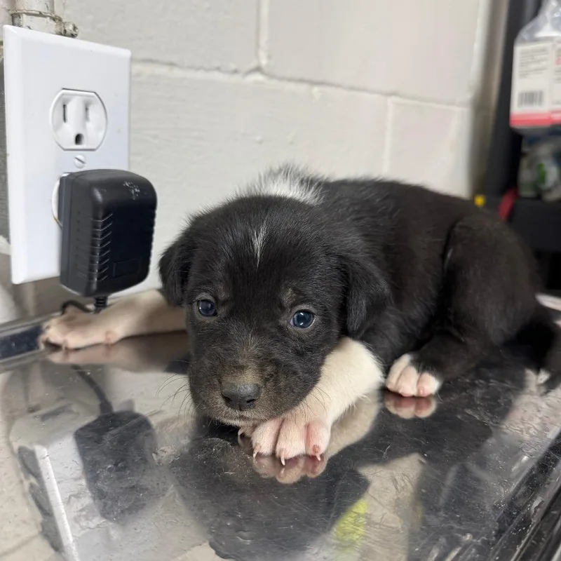 A baby small-sized male Black Terrier dog named Grumpy for adoption in Birmingham, AL