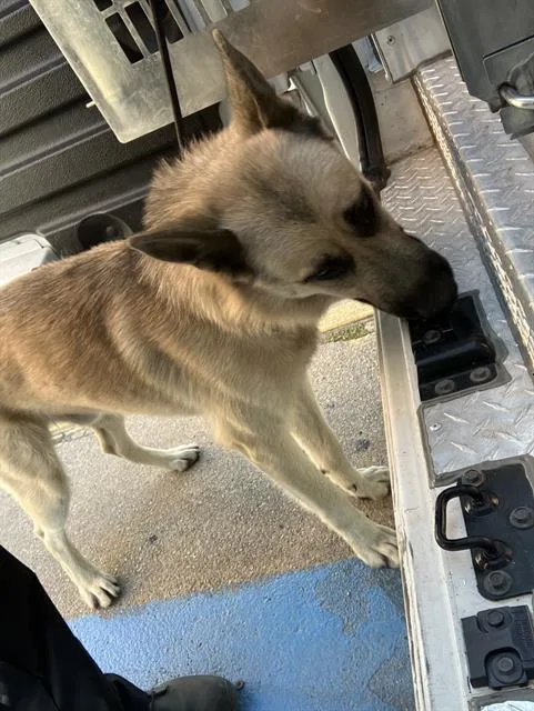 A young large-sized male German Shepherd Dog dog named Max for adoption in Dallas, TX