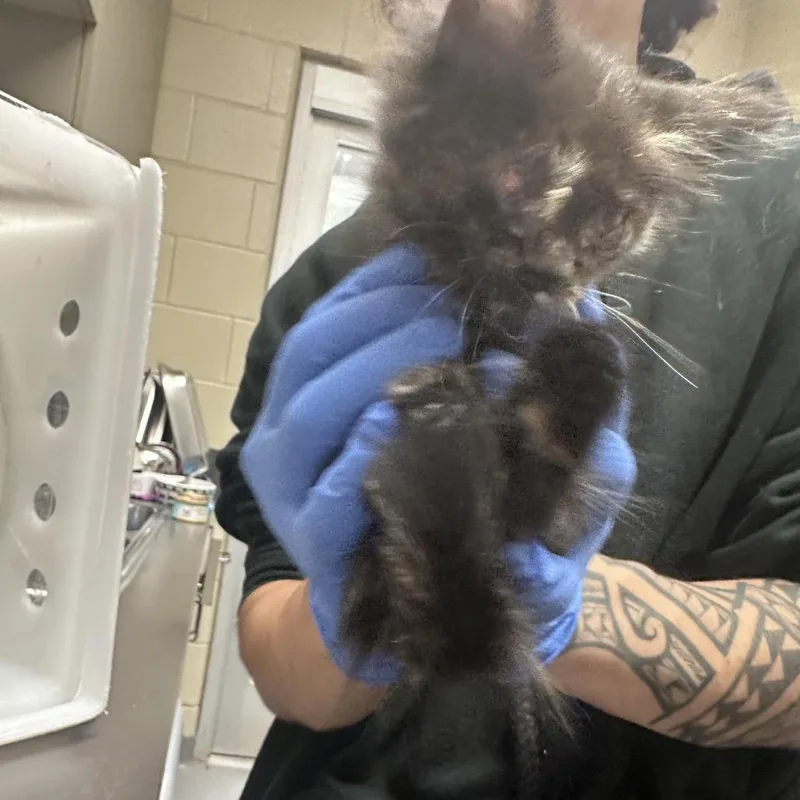 A baby small-sized female Black Domestic Medium Hair cat named Straymollercourt for adoption in Columbus, GA