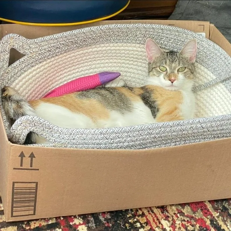 A young medium-sized female Calico Domestic Short Hair cat named Asia for adoption in Chicago, IL