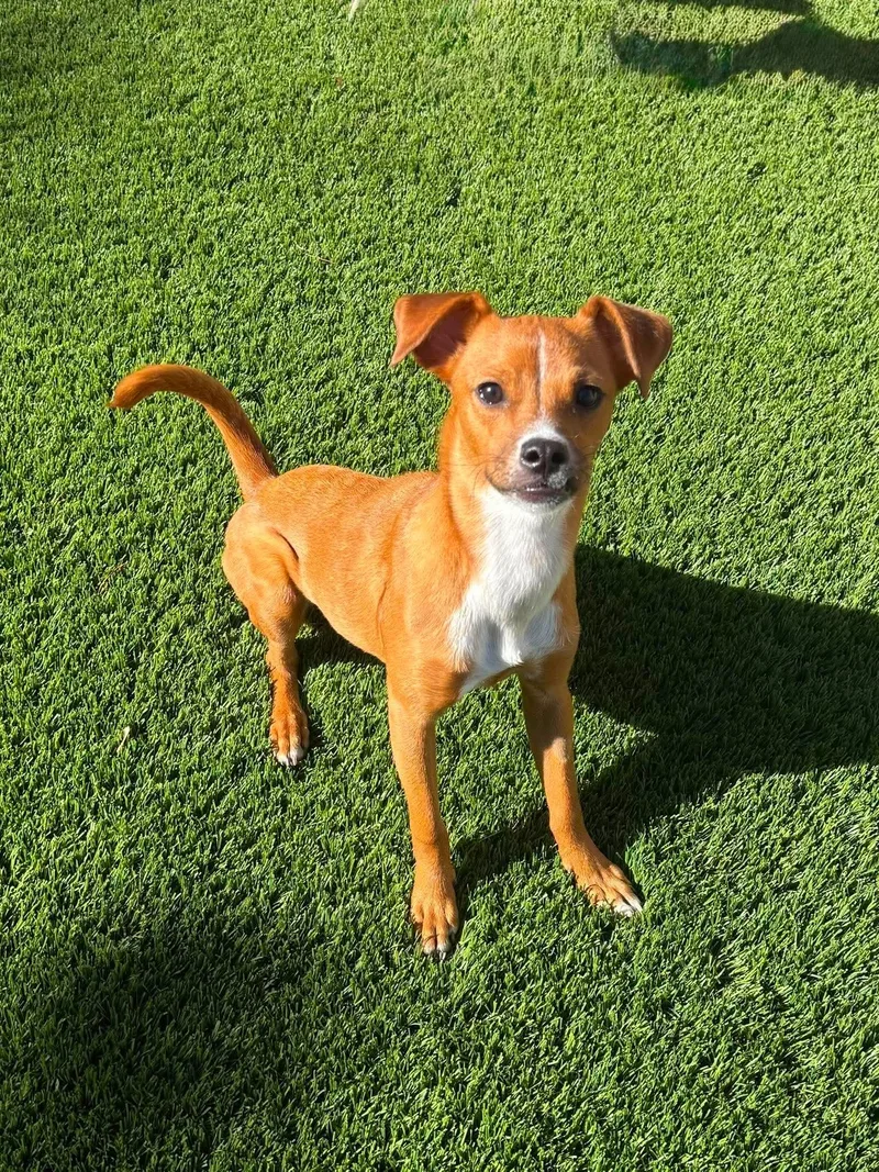 A baby small-sized male Red / Chestnut / Orange Chihuahua dog named Buddy for adoption in Las Vegas, NV