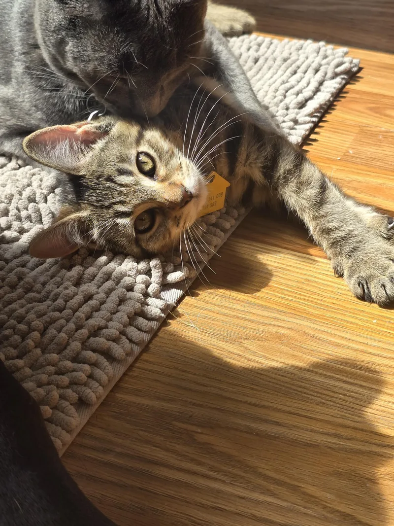 A baby medium-sized male Domestic Short Hair cat named Wacko for adoption in Portland, OR