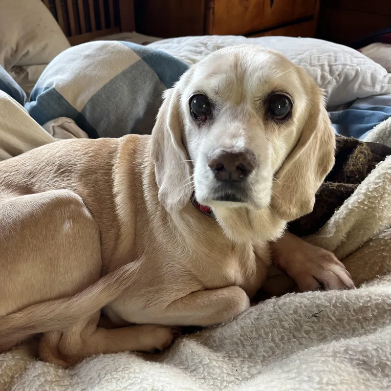 A senior small-sized female Golden Beagle dog named Tibby for adoption in Saint Helens, OR