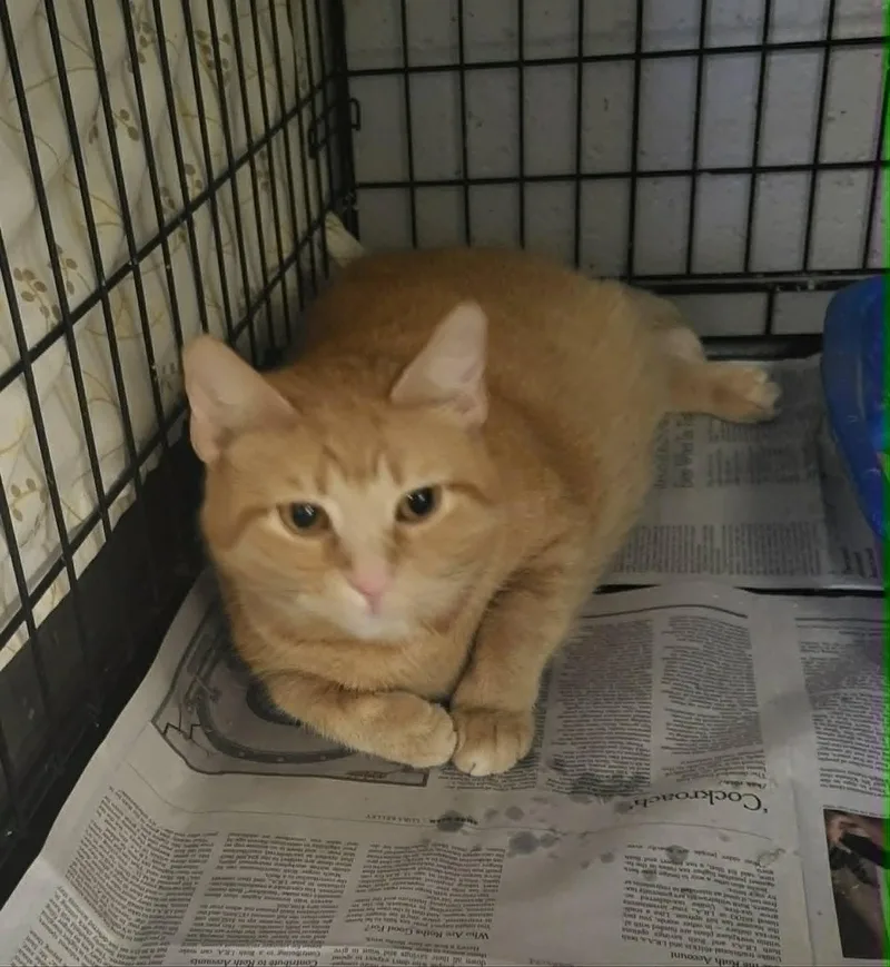 An adult medium-sized female Domestic Short Hair cat named Harriet for adoption in Muncie, IN