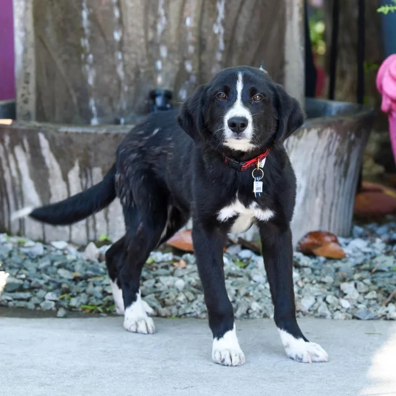 A baby small-sized male Black Labrador Retriever dog named Sandwich for adoption in Wake Forest, NC