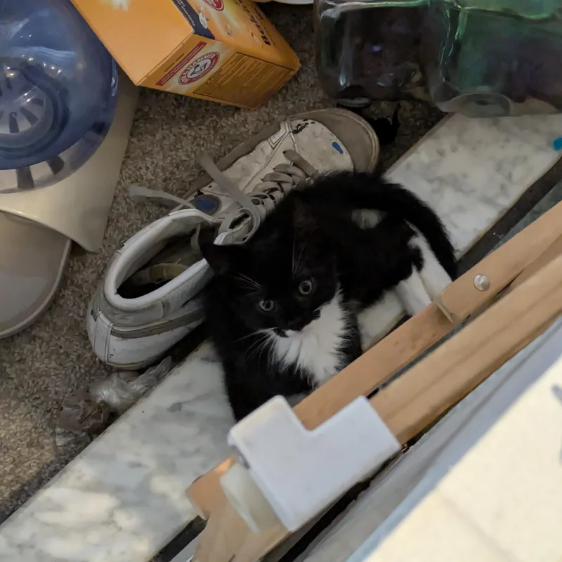 A baby small-sized male Black & White / Tuxedo Domestic Short Hair cat named Rembrandt for adoption in Philadelphia, PA