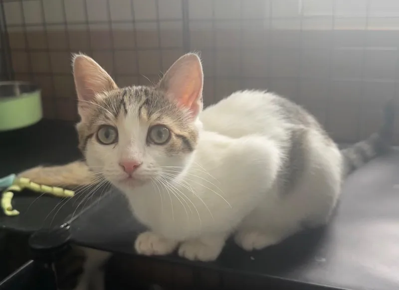 A baby medium-sized female Domestic Short Hair cat named Jewel for adoption in Woodlawn, TN