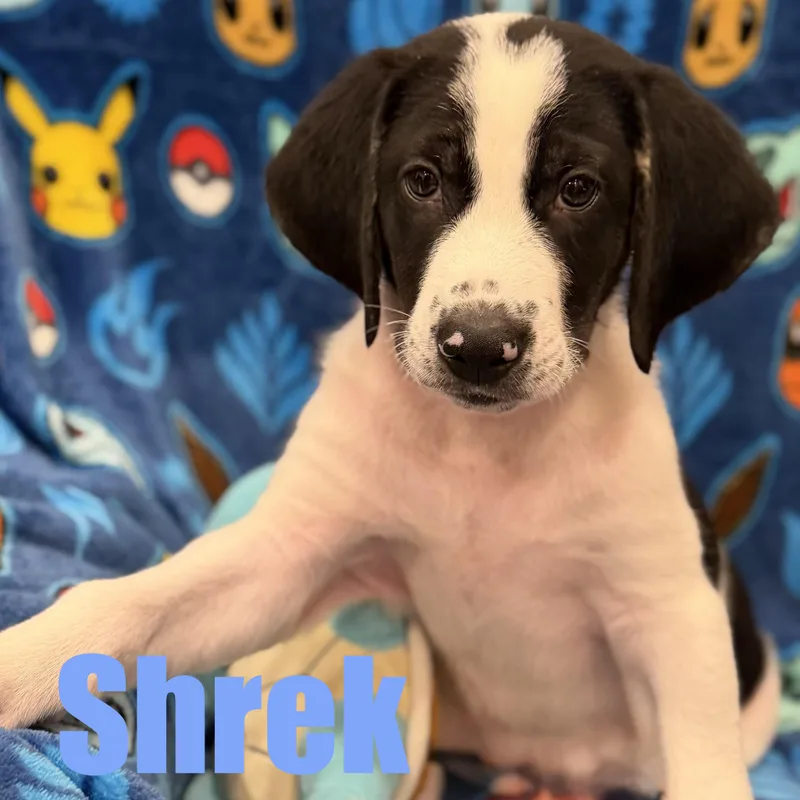 Shrek thumbnail 2