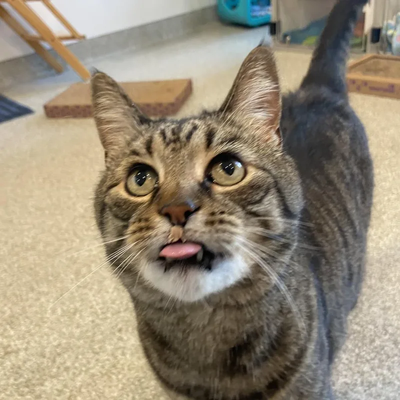 An adult large-sized male Brown / Chocolate Domestic Short Hair cat named Boi for adoption in Washington Township, OH