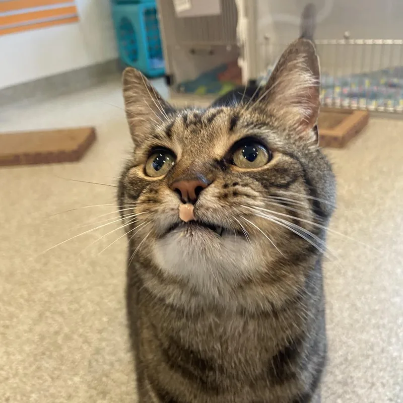 Boi thumbnail 5