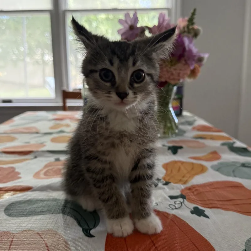 A baby small-sized female Gray / Blue / Silver Domestic Short Hair cat named Dovie for adoption in Birdsboro, PA