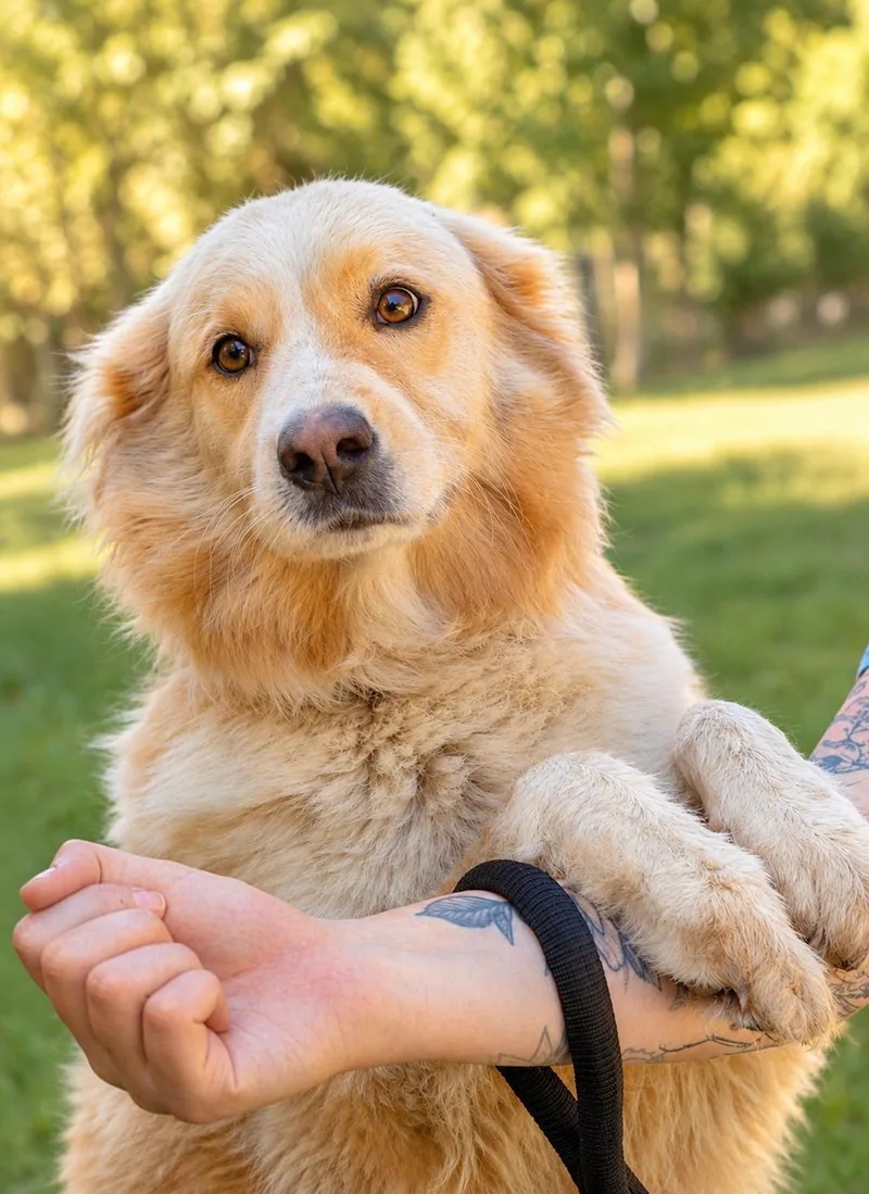 A young large-sized female Golden Retriever dog named Panda for adoption in New Canaan, CT