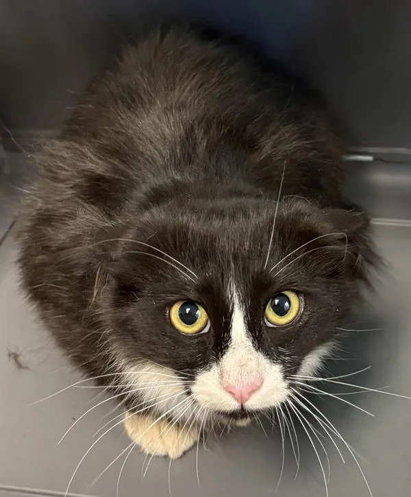 A young small-sized male Domestic Medium Hair cat named If C for adoption in Lawrenceville, GA